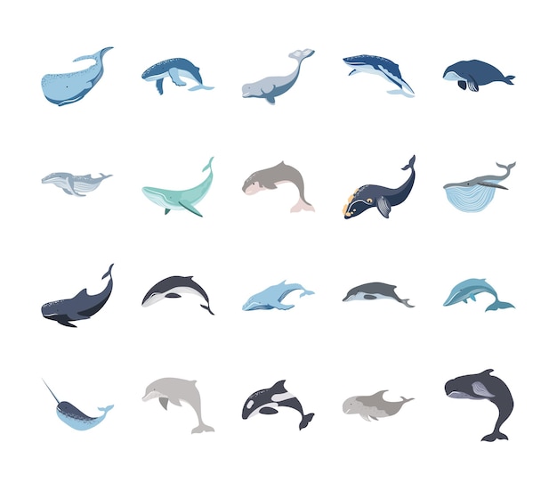 Baleine Et Dauphins