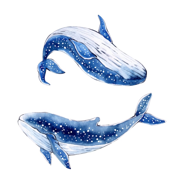 Vecteur baleines bleues aquarelles dessinées à la main