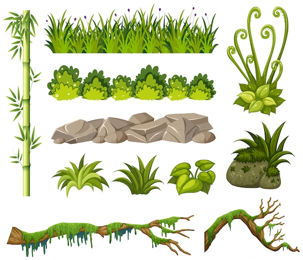 Bambou et autres plantes sur fond blanc