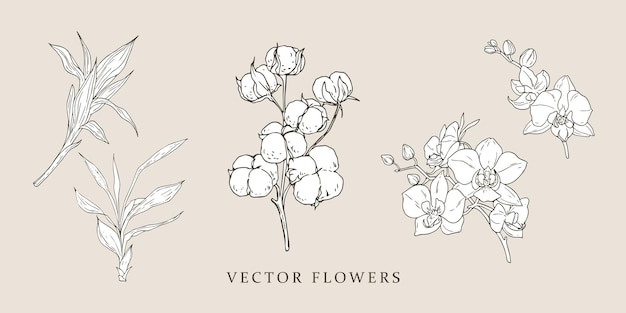 Vecteur bambou, coton, orchidée. illustrations vintage sertie de fleurs vintage. conception de vecteur. pentecôte isolé