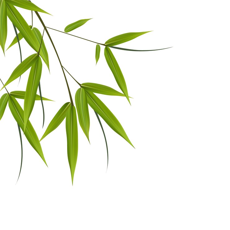 Vecteur bambou, feuilles, illustration illustration avec des objets isolés