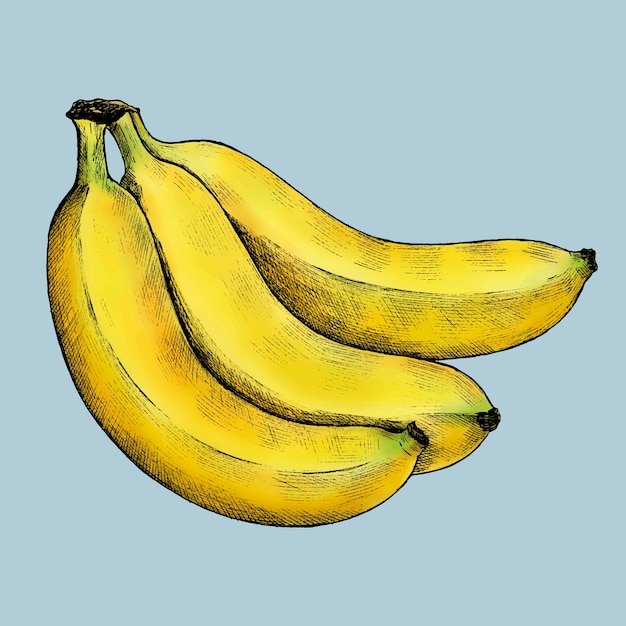 Banane Fraîche Mûre Sur Un Vecteur De Fond Bleu