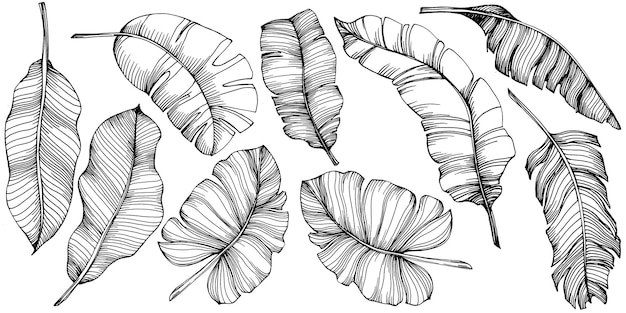 Vecteur banane isolée dessinée à la main vector illustration fruits exotiques