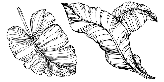 Vecteur banane isolée dessinée à la main vector illustration fruits exotiques