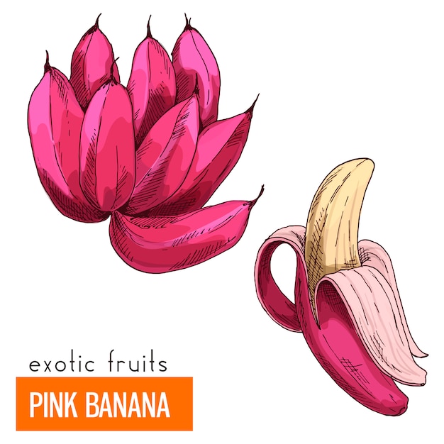 Banane Rose. Illustration Vectorielle De Couleur.