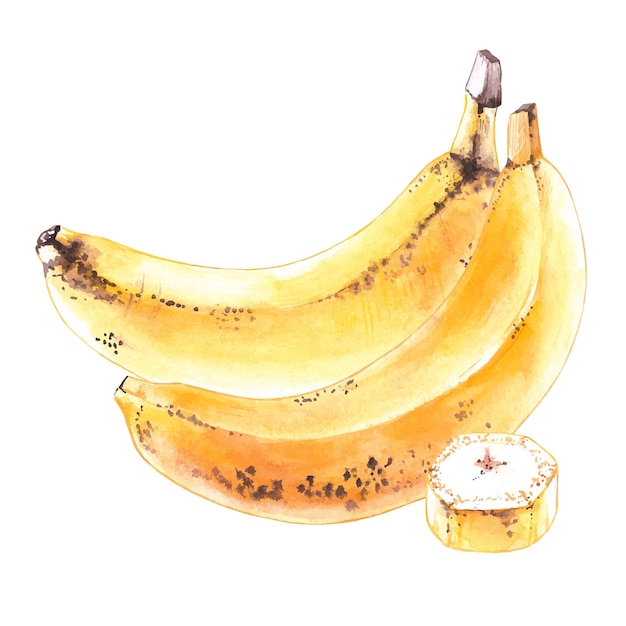 Bananes aquarelles