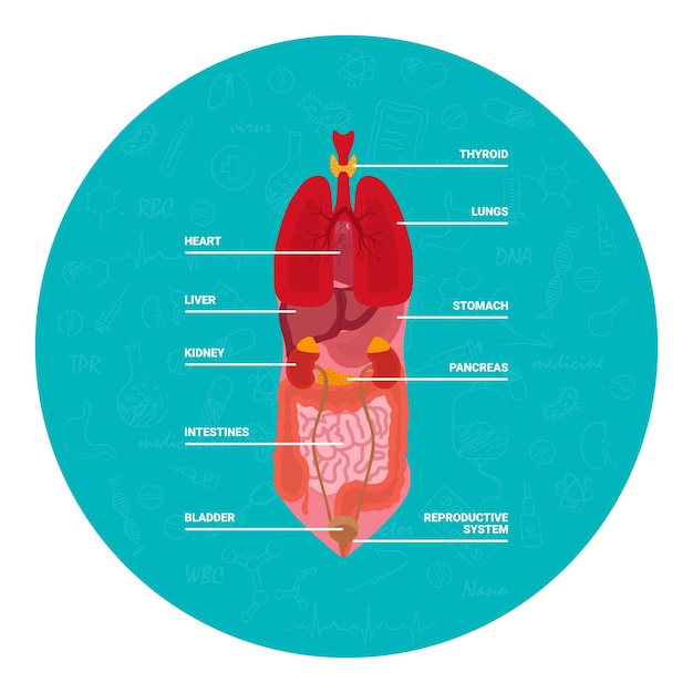 Bannière bleue ronde avec illustration des organes internes de l'homme isolé sur fond blanc