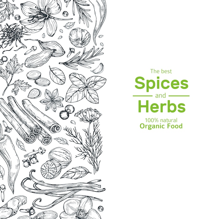 Vecteur bannière d'herbes et d'épices dessinés à la main