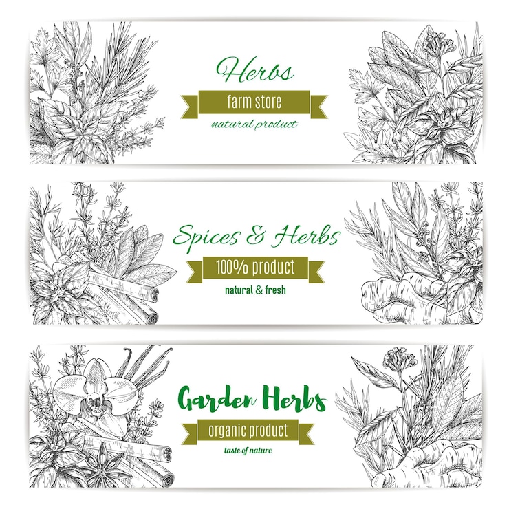 Vecteur bannière d'herbes et d'épices de jardin pour la conception de produits alimentaires