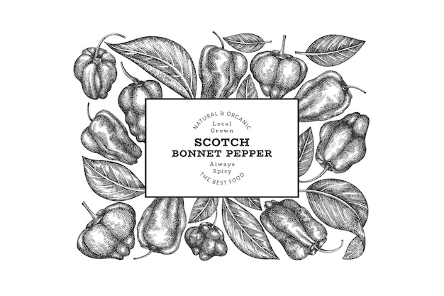 Bannière De Poivre Scotch Bonnet Style Croquis Dessinés à La Main. Illustration Vectorielle De Légumes Frais Biologiques. Modèle De Conception De Poivre De Cayenne Rétro