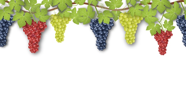Bannière transparente avec des raisins et des feuilles