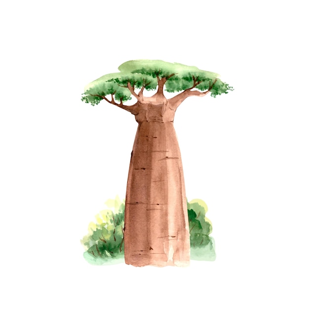 Baobab Africain Dans La Nature Aquarelle Bouchent Illustration