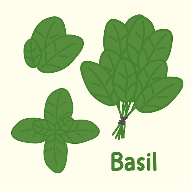 Basilic Dessiné à La Main. élément Alimentaire De Conception De Dessin Animé. Ensemble D'herbes Et D'épices. Alimentation Biologique.