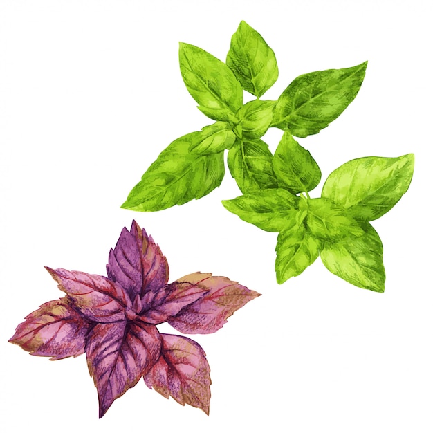 Basilic Rouge Et Vert, Aquarelle Dessinée à La Main