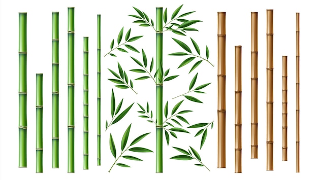 Vecteur bâton de bambou réaliste branche et tiges d'arbres bruns et verts avec des feuilles isolées des éléments de gros plan décoratifs arbres de la forêt orientale décor botanique exotique vecteur de matériel écologique ensemble 3d
