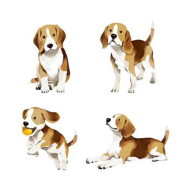 Beagle