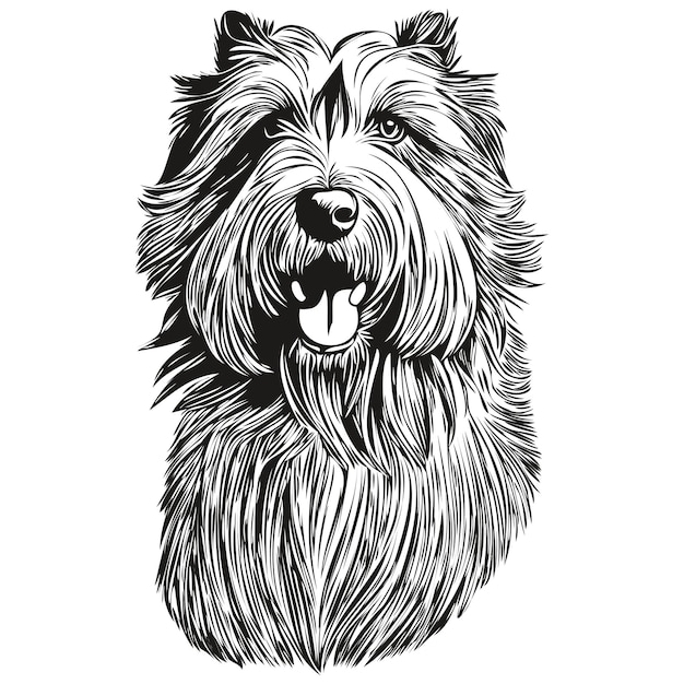 Vecteur bearded collie chien réaliste illustration pour animaux de compagnie dessin à la main visage noir et blanc vecteur dessin d'esquisse