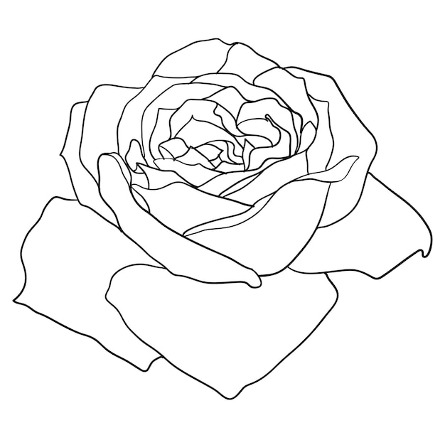 Beau Croquis Monochrome Fleur Rose Noir Et Blanc Isolé