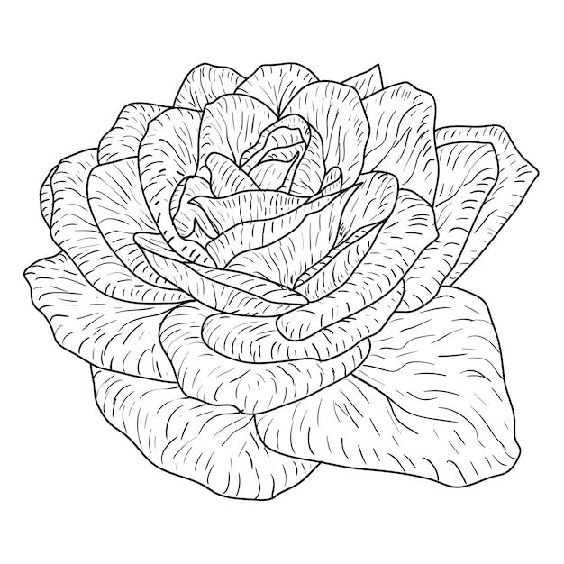 Vecteur beau croquis monochrome fleur rose noir et blanc isolé