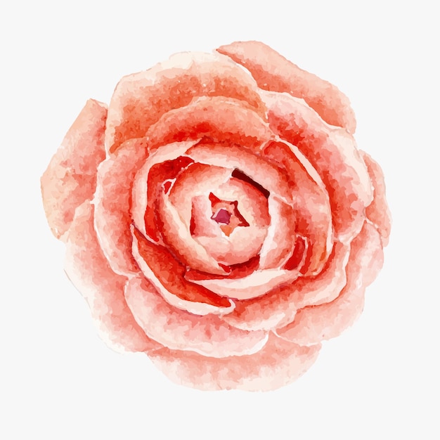 Vecteur beau dessin rose aquarelle sur fond blanc