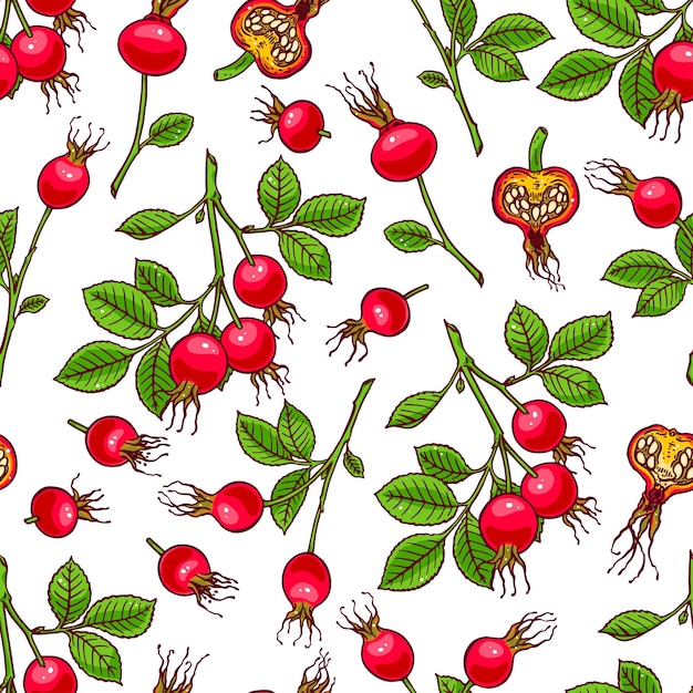 Beau Fond Transparent De Fruits D'églantier. Illustration Dessinée à La Main