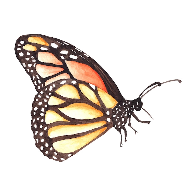 beau papillon aquarelle isolé sur blanc