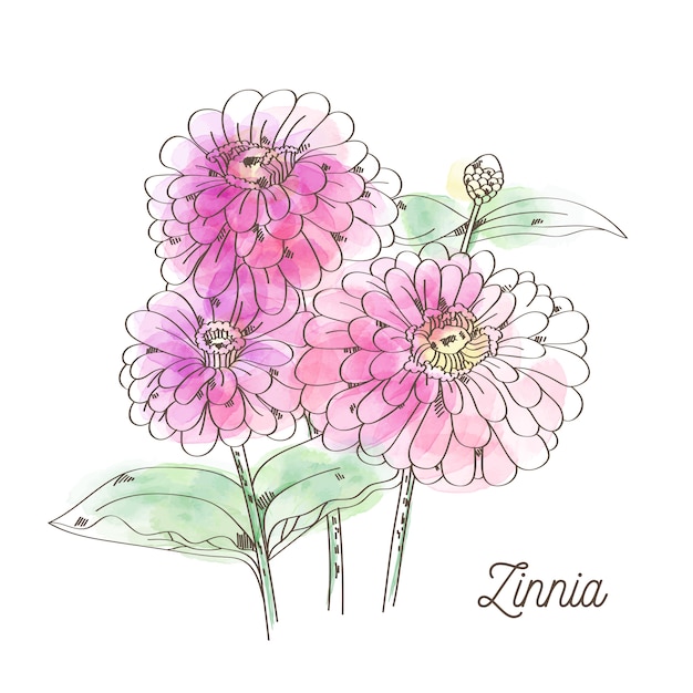 Beau Zinnia Rose Sur Fond Blanc