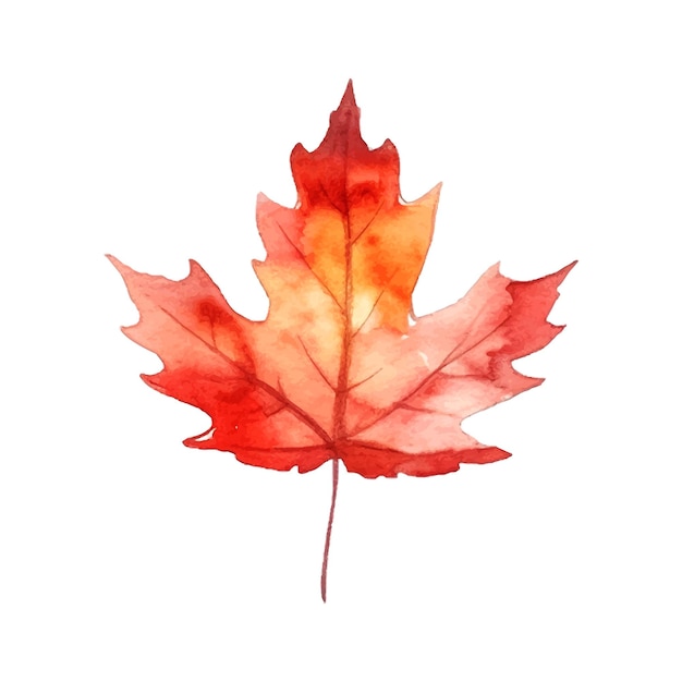 Belle aquarelle feuille d'érable rouge fête du Canada fond blanc