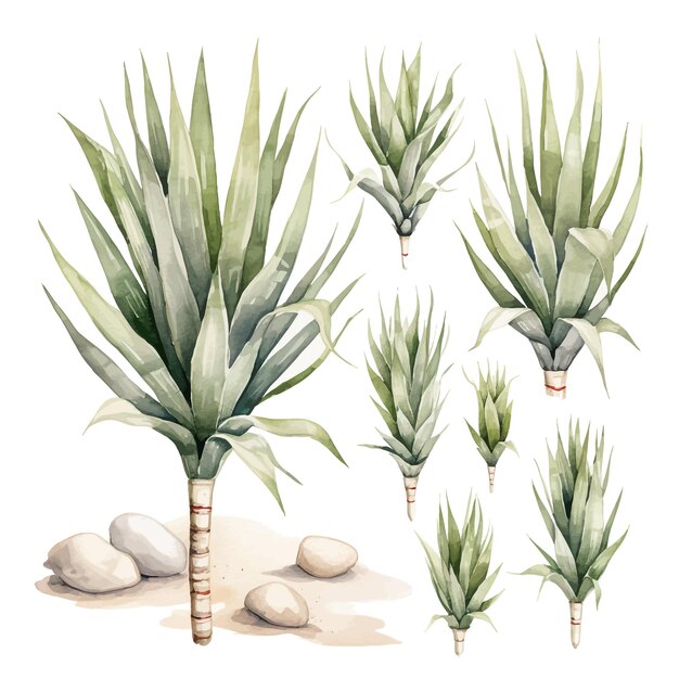 Vecteur belle aquarelle yucca fleurs clipart et laisse des éléments floraux aquarelle.