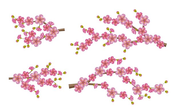 Belle branche sacura réaliste avec des fleurs et des bourgeons en fleurs. Fleur de cerisier de printemps