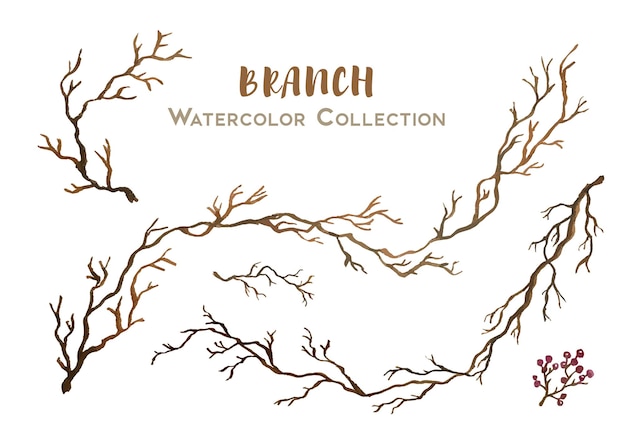 Belle Collection Aquarelle Dessinée à La Main De Branche