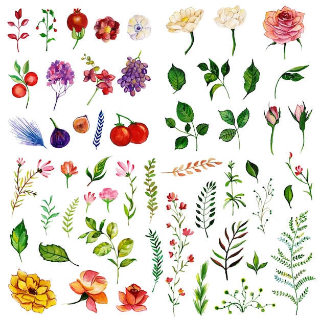 Belle Collection d&#39;éléments floraux aquarelle