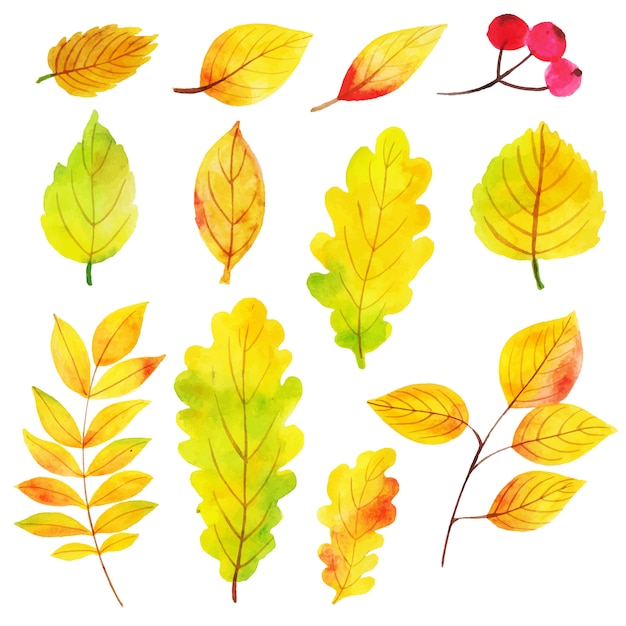 Belle Collection De Feuilles D'automne Aquarelle