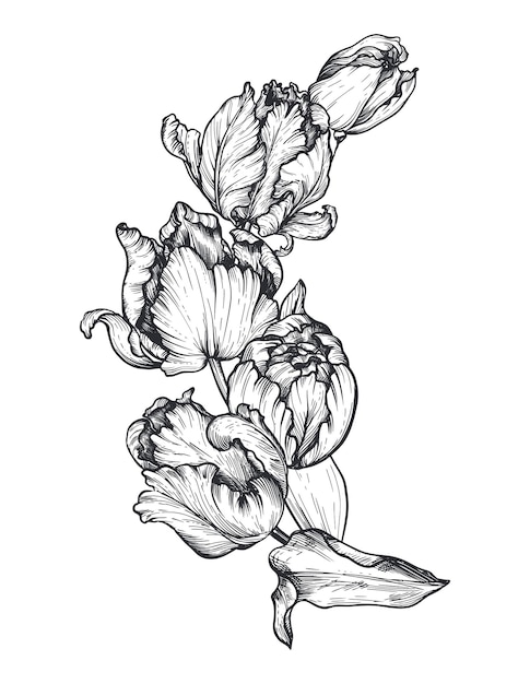 Vecteur belle composition vectorielle dessinée à la main avec des fleurs de tulipes