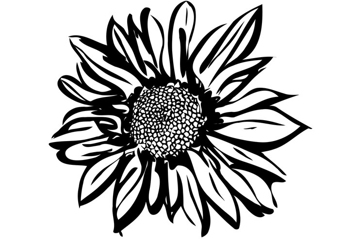 Belle fleur de chrysanthème d'automne