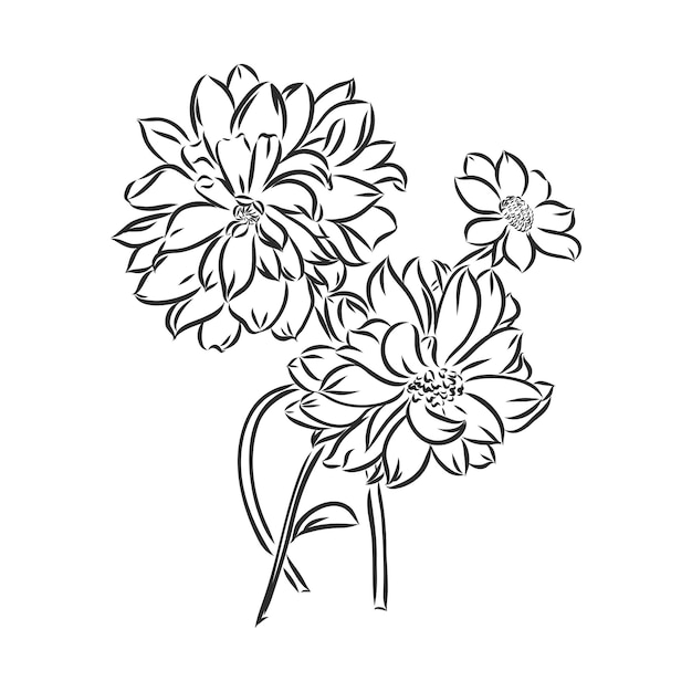 Belle fleur de dahlia noir et blanc monochrome isolé sur fond blanc