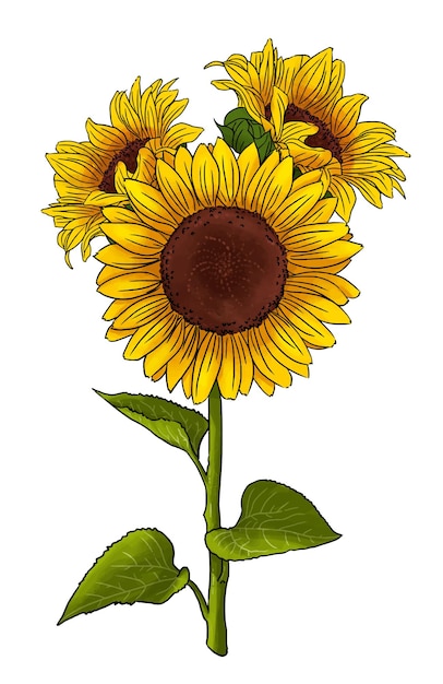 Belle illustration de tournesol dessinés à la main