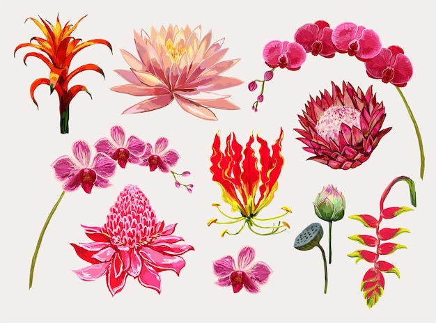 Belle illustration vectorielle botanique dessinés à la main avec des fleurs tropicales isolées