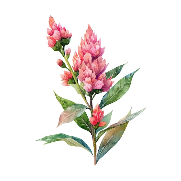Vecteur belle illustration vectorielle de fleurs de celosia dans le style aquarelle