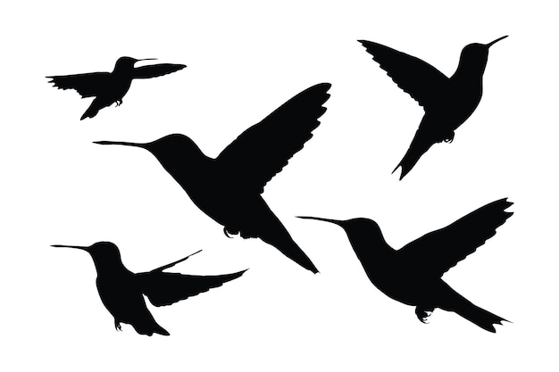 Belle silhouette volante de colibri sur fond blanc Conception de bundle de silhouette de colibri sauvage Mignons petits oiseaux volant dans différentes positions Collection de silhouettes complètes de volaille