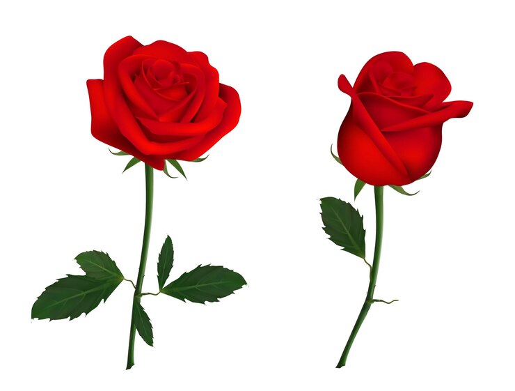 Belles fleurs roses rouges.
