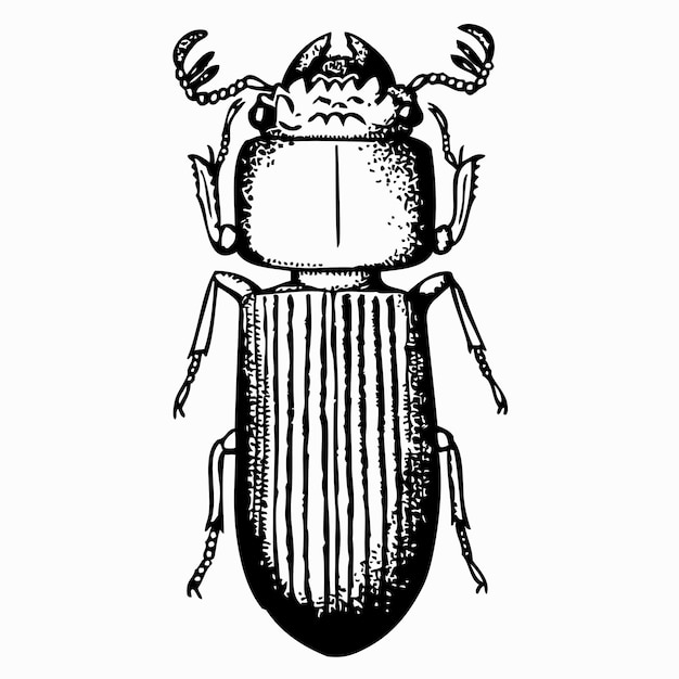 Vecteur bessbug