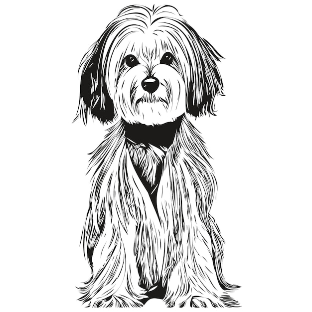 Bichon Havanais chien noir et blanc vector logo dessin au trait dessinés à la main vecteur animaux illustration