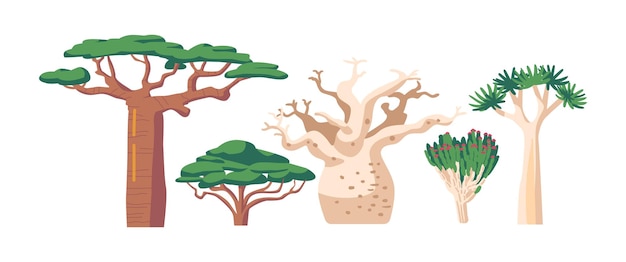 Vecteur biome des forêts tropicales et subtropicales végétation africaine baobab ou adansonia quiver tree ou aloidendron dichotomum acacia et tulip tree ou spathodea campanulata cartoon vector illustration