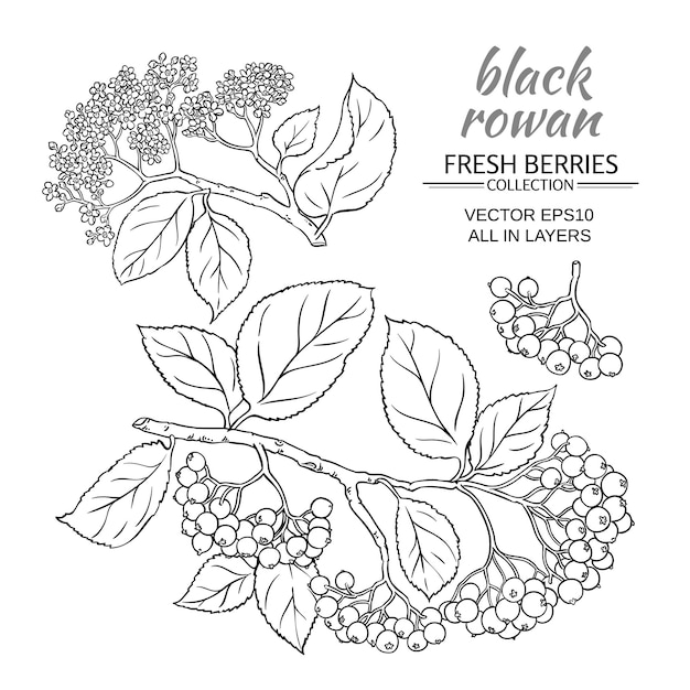 Vecteur black rowan set