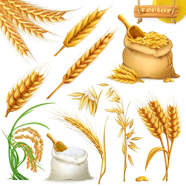Vecteur blé, orge, avoine et riz. ensemble d'éléments d'illustration 3d céréales