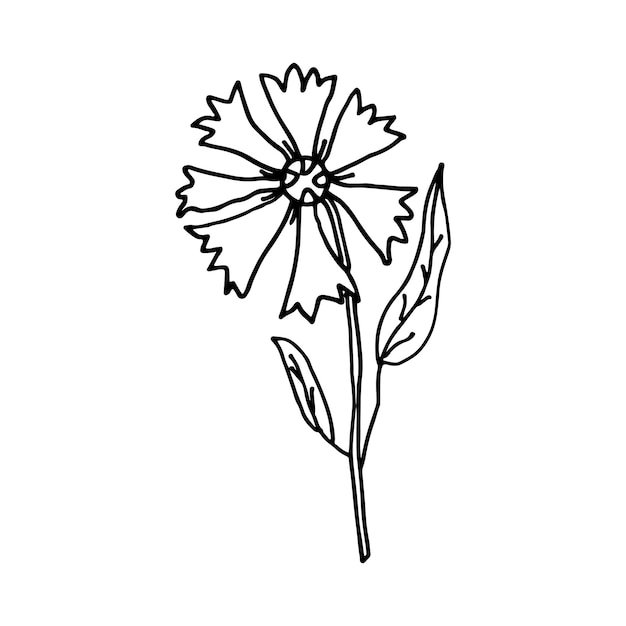 Bleuet Floral Doodle Fleur De Prairie Sauvage Illustration Dessinée à La Main