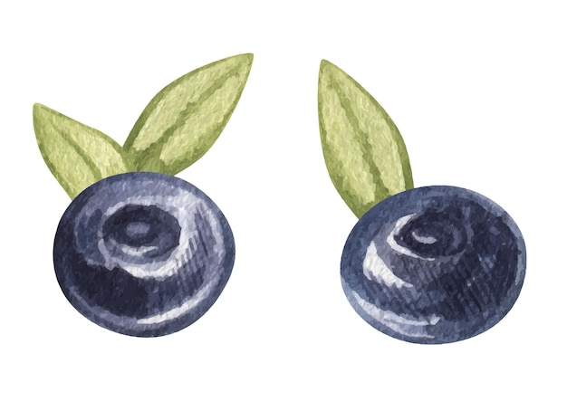 Vecteur bleuets aquarelle clipart baies fraîches mûres ensemble illustration dessinée à la main de nourriture d'été