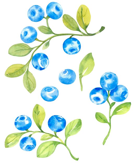 Bleuets aquarelle illustration dessinée à la main croquis style brindilles baies et feuilles
