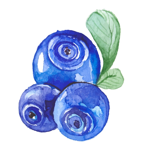 Vecteur bleuets peints à l'aquarelle de vecteur éléments de conception d'aliments frais dessinés à la main isolés sur fond blanc